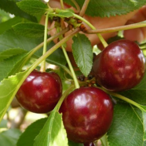 'Érdi jubileum' meggy