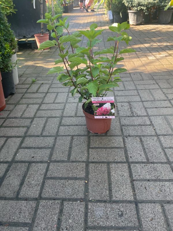 Hydrangea paniculata 'Fraise Melba' – Bugás hortenzia - Image 2