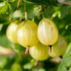Ribes uva-crispa 'Hinnomaki gelb' - Sárga egres
