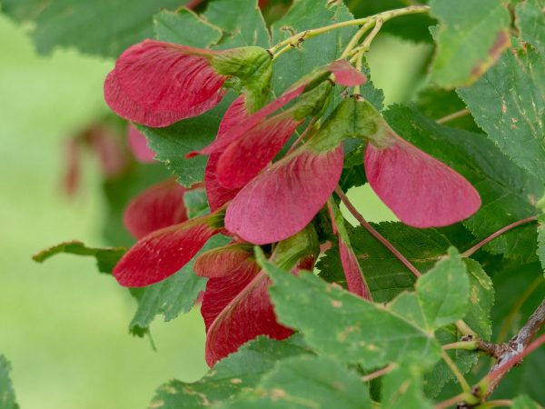 Acer tataricum 'Hot Wings' - Tatárjuhar - Image 3