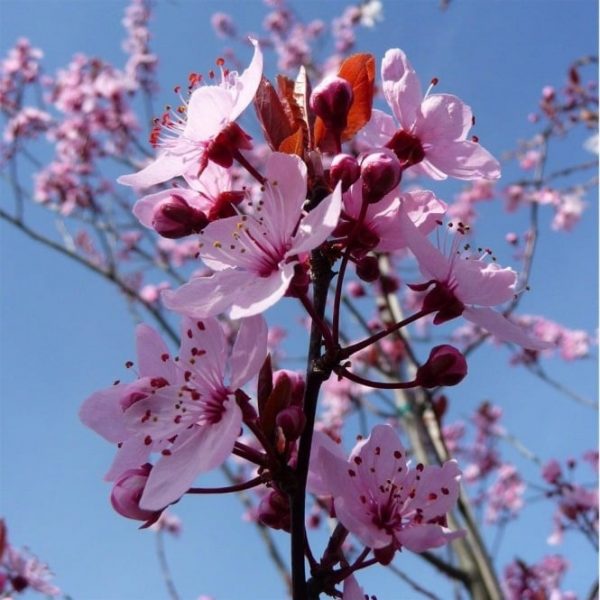 Prunus cerasifera 'Nigra' - Vérszilva