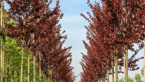 Prunus cerasifera 'Nigra' - Vérszilva - Image 3