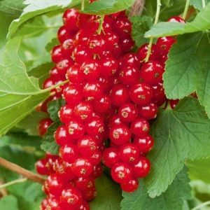 Ribes rubrum 'Rovada' - Piros ribizli