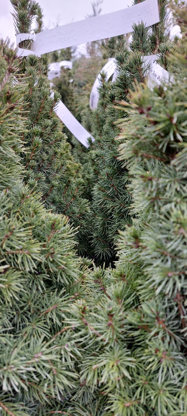 Picea glauca 'Conica' – Cukorsüvegfenyő