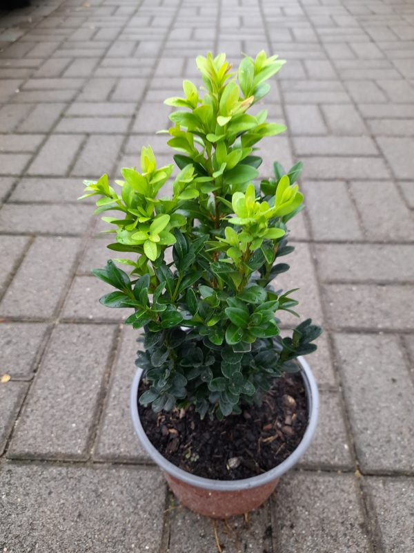 Buxus sempervirens - Puszpáng