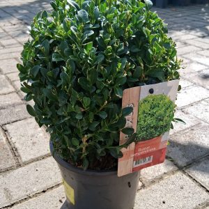 Buxus sempervirens 'Suffruticosa' - Gömb puszpáng