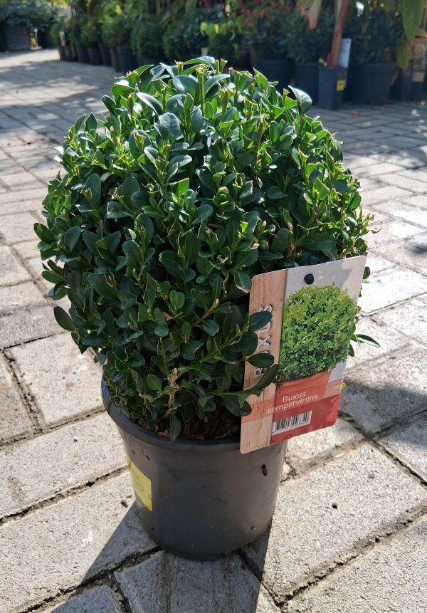 Buxus sempervirens 'Suffruticosa' - Gömb puszpáng