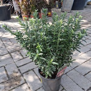 Euonymus jap. 'Microphyllus Albovar.' - Kislevelű japán kecskerágó
