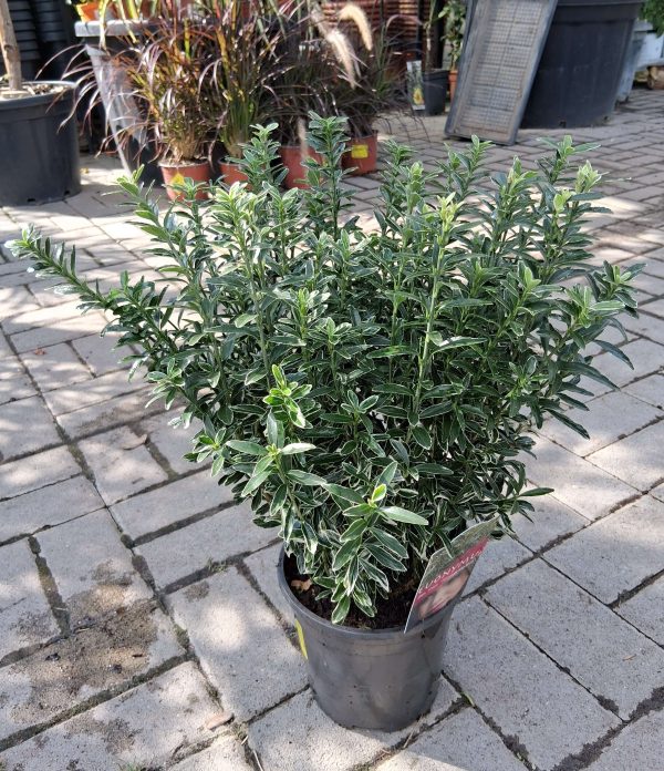 Euonymus jap. 'Microphyllus Albovar.' - Kislevelű japán kecskerágó