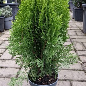 Platycladus orientalis ‘Aurea Nana’ – arany, törpe keleti tuja, lassú növekedésű örökzöld dísznövény