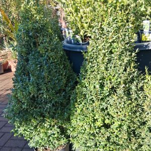Buxus sempervirens 'Suffruticosa' - Puszpáng kúpra nyírt