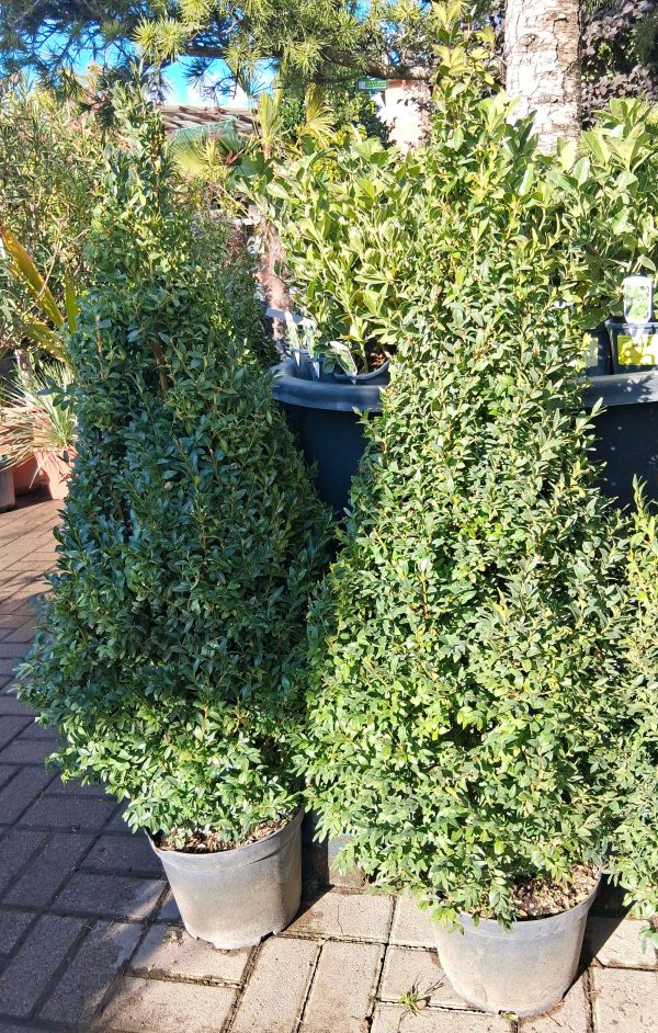 Buxus sempervirens 'Suffruticosa' - Puszpáng kúpra nyírt