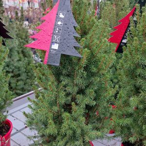 Picea glauca 'Conica' – Cukorsüvegfenyő 40/50cm
