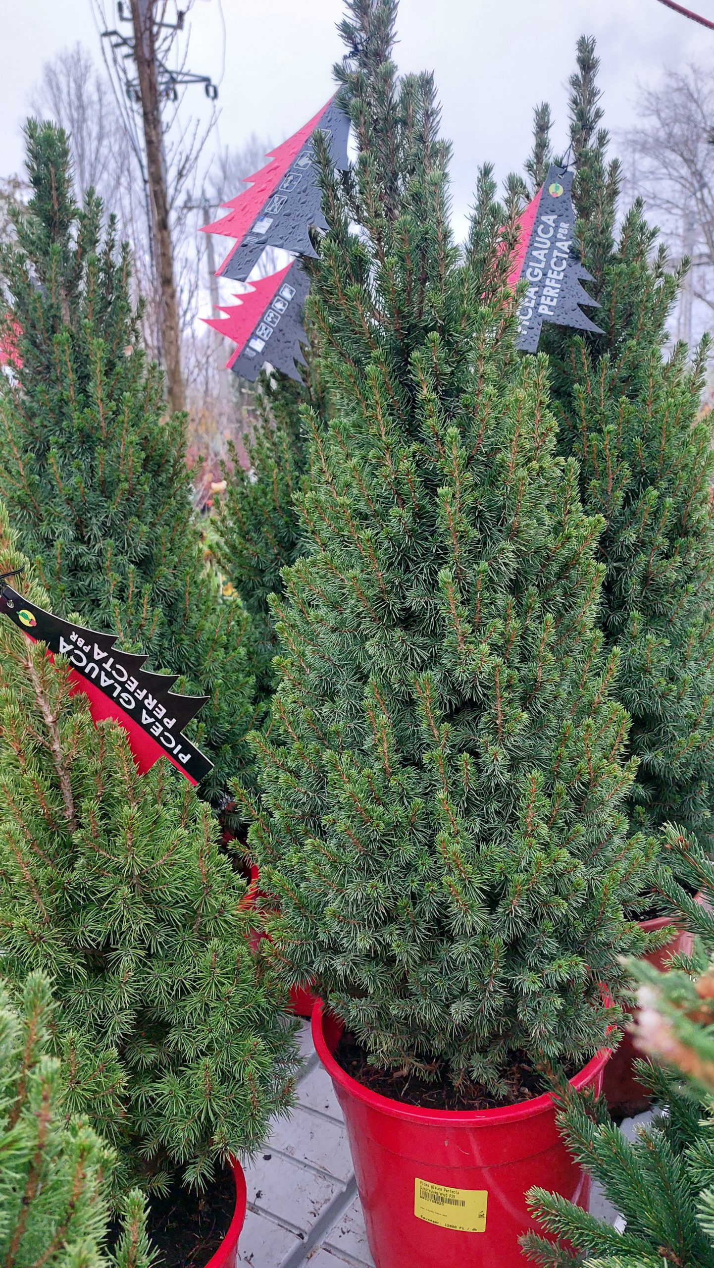 Picea glauca 'Conica' – Cukorsüvegfenyő 80/90cm - Image 5