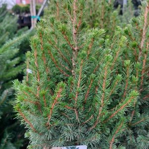 Picea glauca 'Conica' – Cukorsüvegfenyő 35/40cm