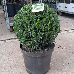 Buxus sempervirens - Gömb puszpáng