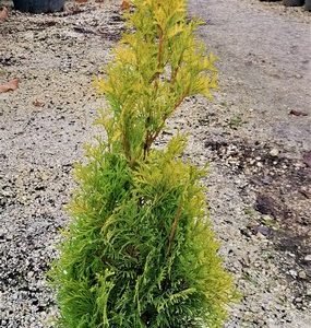 Thuja occidentalis 'Malonyana Aurea'-Nyugati oszlopos arany tuja