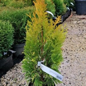 Thuja plicata 'Aurea'-Tuja óriás arany