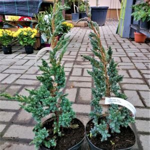 Juniperus squamata 'Meyeri'- Bokros kék himalájai boróka