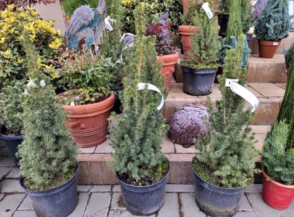 Picea glauca 'Conica' – Cukorsüvegfenyő - Image 6
