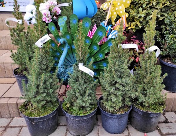 Picea glauca 'Conica' – Cukorsüvegfenyő - Image 5