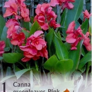 Kánna-CANNA PINK