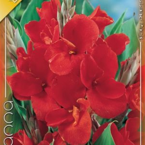 Canna Red / Kánna Piros virágú