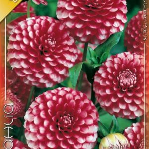 Dahlia Pompon Little Williem / Dália