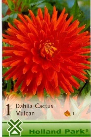 Dahlia Vulcan- dália élénk piros virágú - Image 2