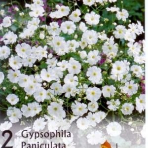 Gypsophila paniculata / Fátyolvirág