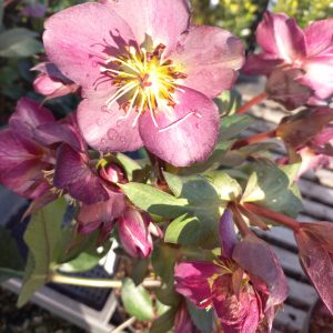 Helleborus Star of pasion Hunyor