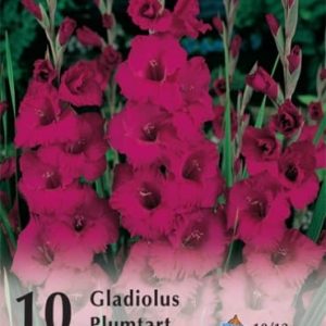 Gladioulus Plumtart , kardvirág