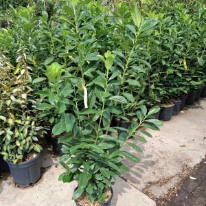 Prunus laurocerasus 'Novita' – Babérmeggy 100/125cm
