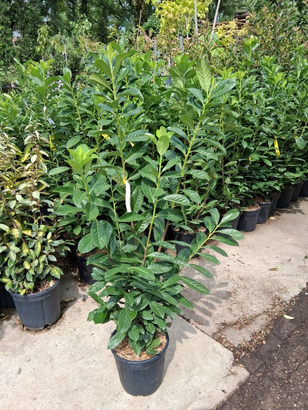 Prunus laurocerasus 'Novita' – Babérmeggy 100/125cm