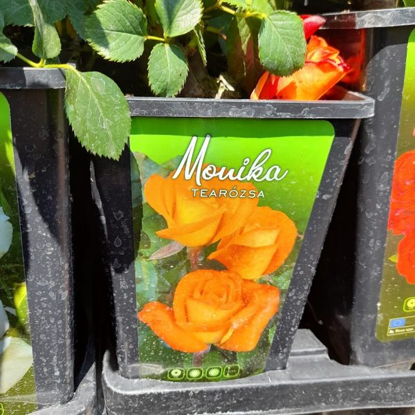 Rosa 'Monika'- Tearózsa
