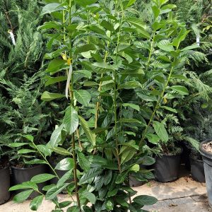 Prunus laurocerasus 'Novita' – Babérmeggy 150/170 cm