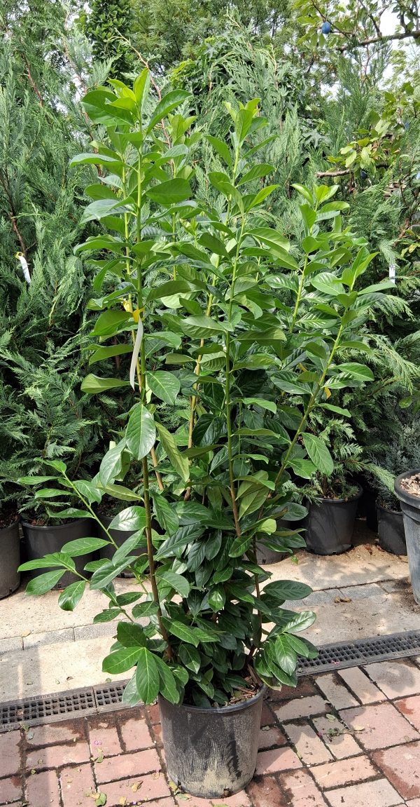 Prunus laurocerasus 'Novita' – Babérmeggy 150/170 cm