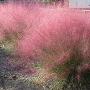 Muhlenbergia capillaris – Vattacukorfű