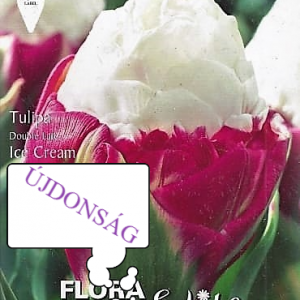 Tulipa Ice Cream tulipán – rózsaszín-fehér telt virágú különleges tulipán