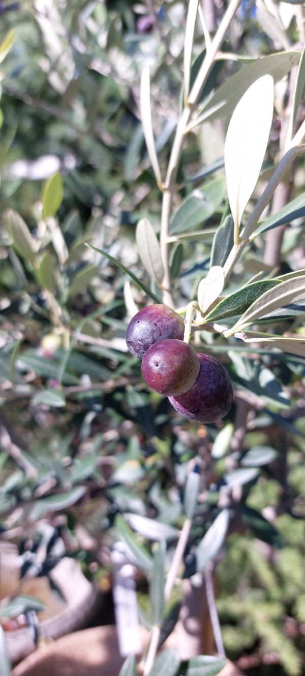 Törzses Oliva fa-Olea Europaea'Leccio' - Image 4