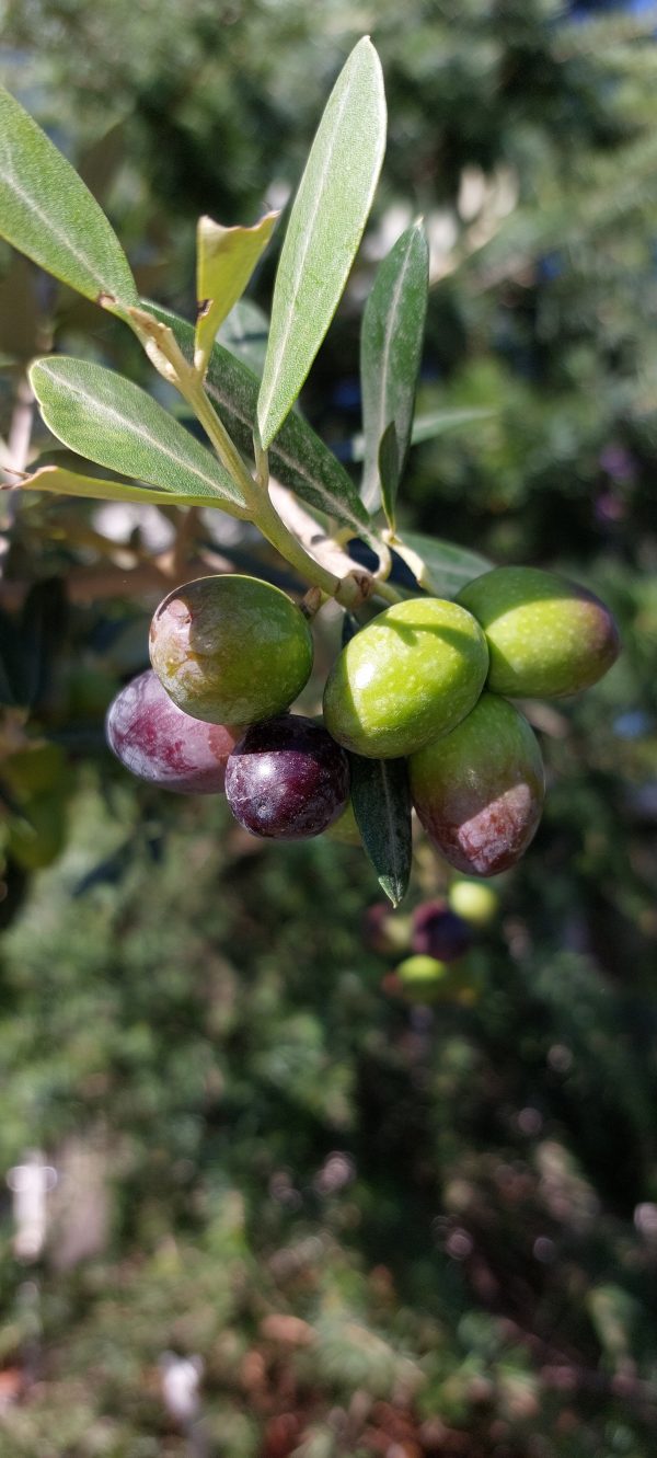 Törzses Oliva fa-Olea Europaea'Leccio' - Image 2