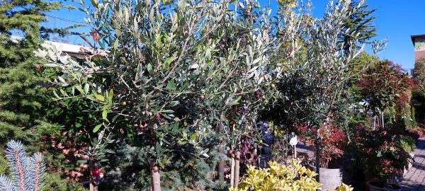 Törzses Oliva fa-Olea Europaea'Leccio' - Image 3