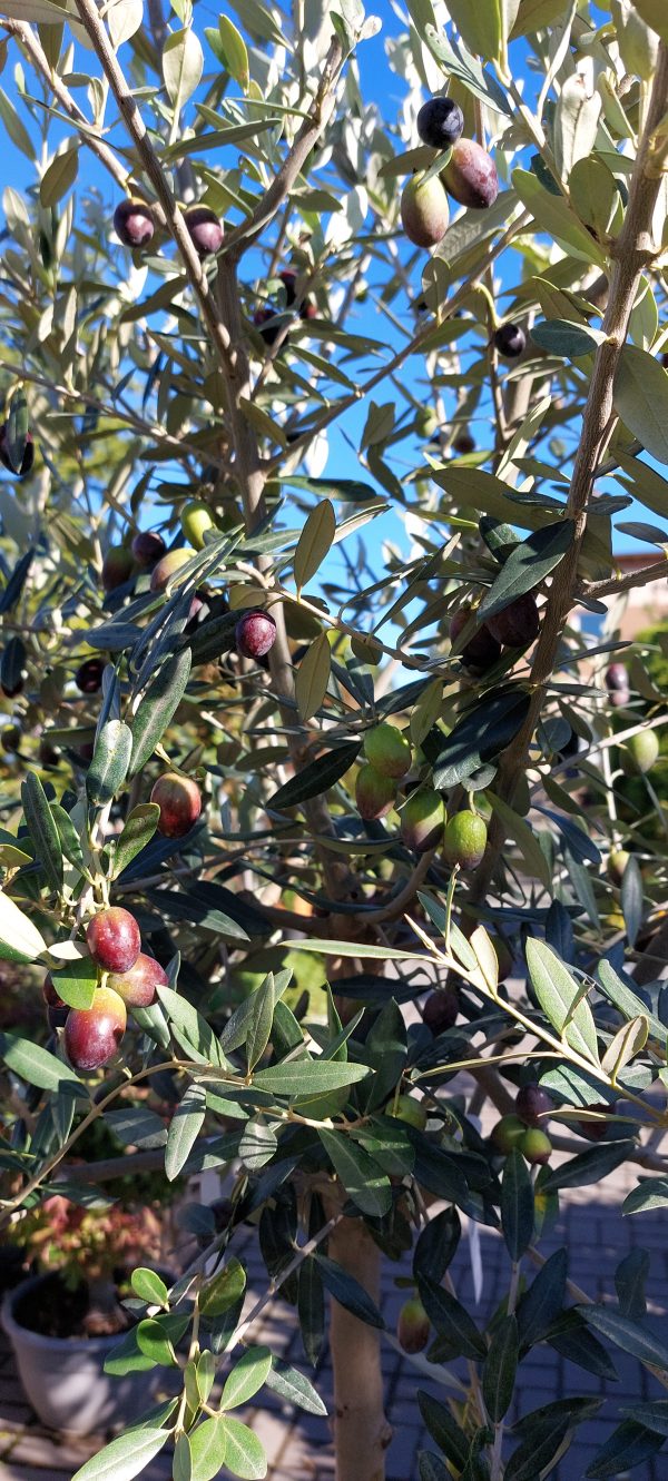 Törzses Oliva fa-Olea Europaea'Leccio'