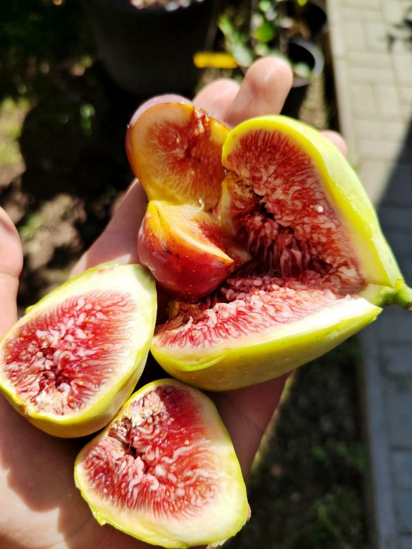 Ficus carica 'Zöld óriás' - Füge kb.30/40cm - Image 3