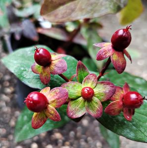 Hypericum inodorum purple / Orbáncfű bordó levelű