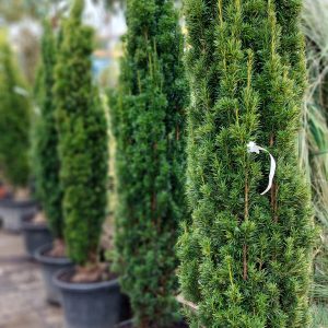 Taxus baccata fastigiata 'Aurea' /arany oszlopos tiszafa