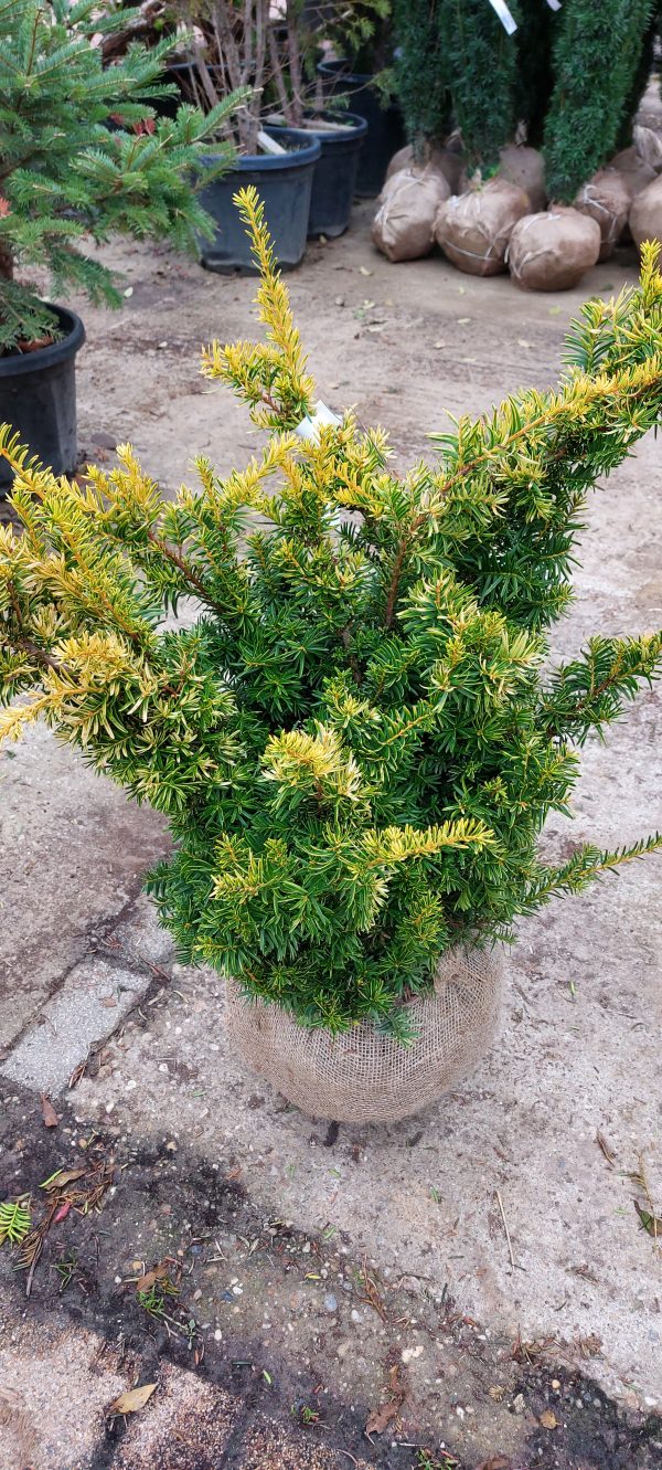 Taxus baccata 'Aurea' /sárga terülő tiszafa - Image 5