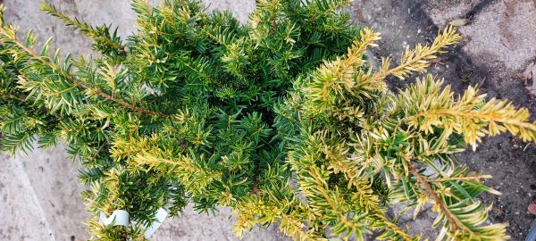 Taxus baccata 'Aurea' /sárga terülő tiszafa - Image 4