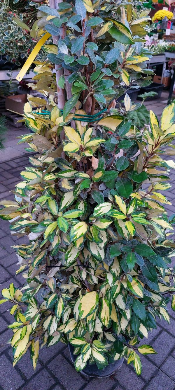 Eleagnus ebbingei 'Limelight' kúpra nyírt ezüstfa - Image 4