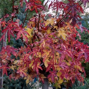 Liquidambar styraciflua ‘Lane Roberts’ – Ámbrafa bonsai